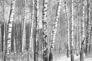 Sonbaharda huş ağacında huş ağacının gövdesinde beyaz huş kabuğu olan güzel huş ağaçları.