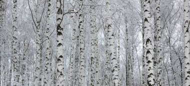 Kışın huş ağacında huş ağacı kabuğu olan siyah beyaz huş ağaçları ve diğer huş ağaçları.