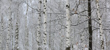 Kışın huş ağacında huş ağacı kabuğu olan siyah beyaz huş ağaçları ve diğer huş ağaçları.