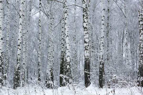 Black and white birch trees with birch bark in birch forest among other birches in winter on snow