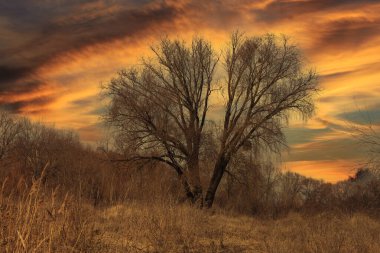 Sonbaharda güzel ağaç gün batımında gökyüzüne karşı