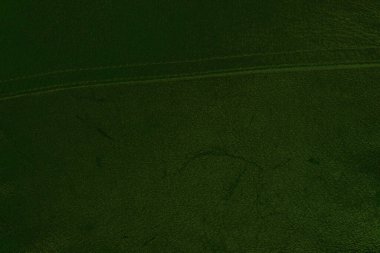 Yeşil deri damarları olan yeşil derili güzel yeşil arkaplan doğal deriden yeşil arkaplan örneği ya da güzel doğal arkaplan için deri dokusu örneği.