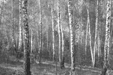 Beyaz Ağaç huş Grove diğer ağaç arasında huş ağacı kabuğu ile birlikte siyah-beyaz fotoğraf