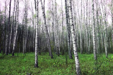 Ekim 'de huş ağacının sarı huş ağacında huş ağaçlarıyla güzel bir manzara Huş ağacındaki diğer huş ağaçlarının arasında