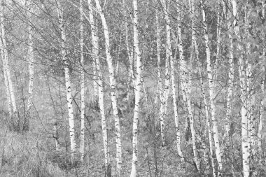 Beyaz Ağaç huş Grove diğer ağaç arasında huş ağacı kabuğu ile birlikte siyah-beyaz fotoğraf