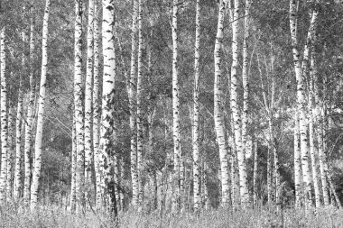 Beyaz Ağaç huş Grove diğer ağaç arasında huş ağacı kabuğu ile birlikte siyah-beyaz fotoğraf