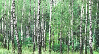 Beyaz huş ağacıyla güzel huş ağaçları huş ağacının huş ağacında, yazın yeşil huş yapraklarıyla birlikte.