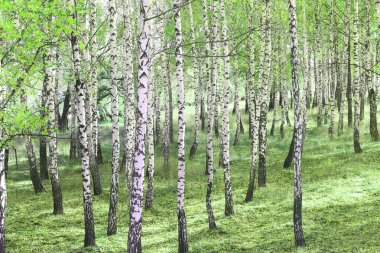 Beyaz huş ağacıyla güzel huş ağaçları huş ağacının huş ağacında, yazın yeşil huş yapraklarıyla birlikte.