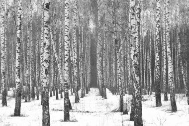 Beyaz Ağaç huş Grove diğer ağaç arasında huş ağacı kabuğu ile birlikte siyah-beyaz fotoğraf