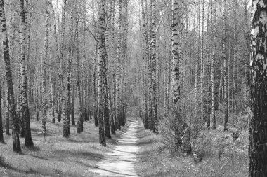 Beyaz Ağaç huş Grove diğer ağaç arasında huş ağacı kabuğu ile birlikte siyah-beyaz fotoğraf
