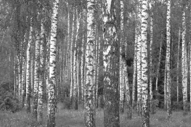 Beyaz Ağaç huş Grove diğer ağaç arasında huş ağacı kabuğu ile birlikte siyah-beyaz fotoğraf