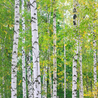 Beyaz huş ağacıyla güzel huş ağaçları huş ağacının huş ağacında, yazın yeşil huş yapraklarıyla birlikte.