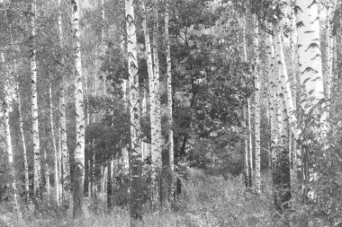 Beyaz Ağaç huş Grove diğer ağaç arasında huş ağacı kabuğu ile birlikte siyah-beyaz fotoğraf