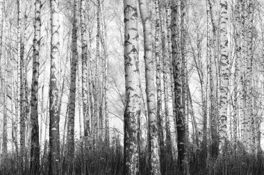 Beyaz Ağaç huş Grove diğer ağaç arasında huş ağacı kabuğu ile birlikte siyah-beyaz fotoğraf
