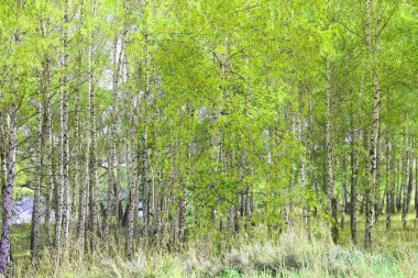 Beyaz huş ağacıyla güzel huş ağaçları huş ağacının huş ağacında, yazın yeşil huş yapraklarıyla birlikte.