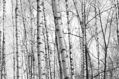 Beyaz Ağaç huş Grove diğer ağaç arasında huş ağacı kabuğu ile birlikte siyah-beyaz fotoğraf