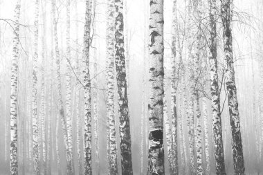 Beyaz Ağaç huş Grove diğer ağaç arasında huş ağacı kabuğu ile birlikte siyah-beyaz fotoğraf