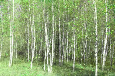 Beyaz huş ağacıyla güzel huş ağaçları huş ağacının huş ağacında, yazın yeşil huş yapraklarıyla birlikte.