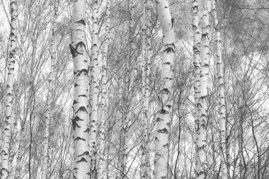 Beyaz Ağaç huş Grove diğer ağaç arasında huş ağacı kabuğu ile birlikte siyah-beyaz fotoğraf