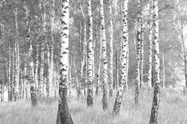 Beyaz Ağaç huş Grove diğer ağaç arasında huş ağacı kabuğu ile birlikte siyah-beyaz fotoğraf