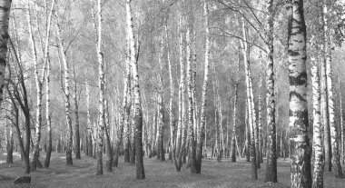 Beyaz Ağaç huş Grove diğer ağaç arasında huş ağacı kabuğu ile birlikte siyah-beyaz fotoğraf