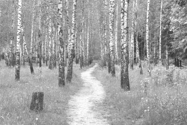 Beyaz Ağaç huş Grove diğer ağaç arasında huş ağacı kabuğu ile birlikte siyah-beyaz fotoğraf
