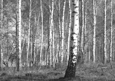 Beyaz Ağaç huş Grove diğer ağaç arasında huş ağacı kabuğu ile birlikte siyah-beyaz fotoğraf