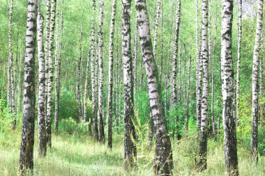 Beyaz huş ağacıyla güzel huş ağaçları huş ağacının huş ağacında, yazın yeşil huş yapraklarıyla birlikte.