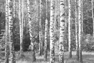 Beyaz Ağaç huş Grove diğer ağaç arasında huş ağacı kabuğu ile birlikte siyah-beyaz fotoğraf