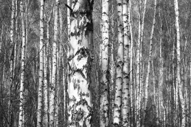 Beyaz Ağaç huş Grove diğer ağaç arasında huş ağacı kabuğu ile birlikte siyah-beyaz fotoğraf