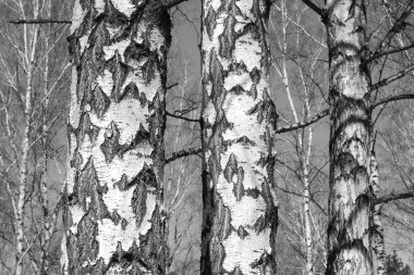 Beyaz Ağaç huş Grove diğer ağaç arasında huş ağacı kabuğu ile birlikte siyah-beyaz fotoğraf