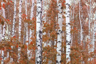 Huş ağacının diğer huş ağaçları arasında Ekim ayında sarı huş ağacında huş ağaçları ile güzel bir manzara