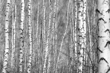 Beyaz Ağaç huş Grove diğer ağaç arasında huş ağacı kabuğu ile birlikte siyah-beyaz fotoğraf