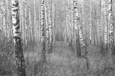 Beyaz Ağaç huş Grove diğer ağaç arasında huş ağacı kabuğu ile birlikte siyah-beyaz fotoğraf