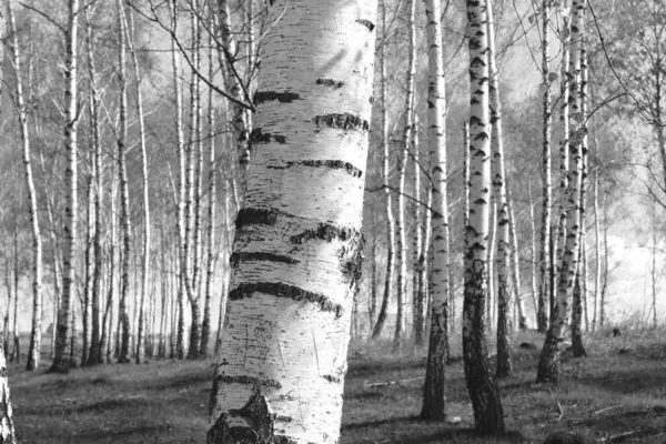 Beyaz Ağaç huş Grove diğer ağaç arasında huş ağacı kabuğu ile birlikte siyah-beyaz fotoğraf