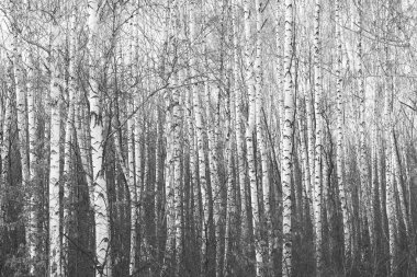 Beyaz Ağaç huş Grove diğer ağaç arasında huş ağacı kabuğu ile birlikte siyah-beyaz fotoğraf