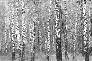 Beyaz Ağaç huş Grove diğer ağaç arasında huş ağacı kabuğu ile birlikte siyah-beyaz fotoğraf