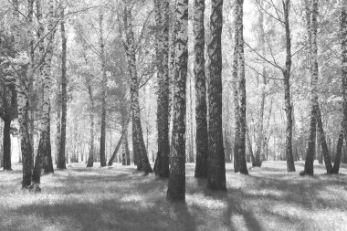 Beyaz Ağaç huş Grove diğer ağaç arasında huş ağacı kabuğu ile birlikte siyah-beyaz fotoğraf