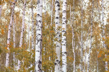 Huş ağacının diğer huş ağaçları arasında Ekim ayında sarı huş ağacında huş ağaçları ile güzel bir manzara