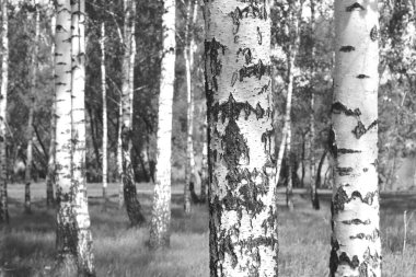 Beyaz Ağaç huş Grove diğer ağaç arasında huş ağacı kabuğu ile birlikte siyah-beyaz fotoğraf