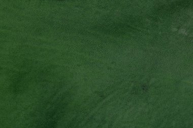 Yeşil deri damarları olan yeşil derili güzel yeşil arkaplan doğal deriden yeşil arkaplan örneği ya da güzel doğal arkaplan için deri dokusu örneği.