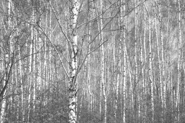 Beyaz Ağaç huş Grove diğer ağaç arasında huş ağacı kabuğu ile birlikte siyah-beyaz fotoğraf