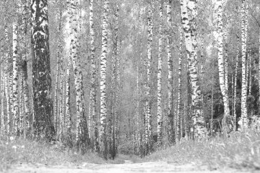 Beyaz Ağaç huş Grove diğer ağaç arasında huş ağacı kabuğu ile birlikte siyah-beyaz fotoğraf