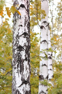 Huş ağacının diğer huş ağaçları arasında Ekim ayında sarı huş ağacında huş ağaçları ile güzel bir manzara