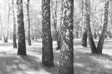 Beyaz Ağaç huş Grove diğer ağaç arasında huş ağacı kabuğu ile birlikte siyah-beyaz fotoğraf