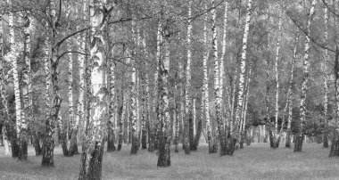 Beyaz Ağaç huş Grove diğer ağaç arasında huş ağacı kabuğu ile birlikte siyah-beyaz fotoğraf