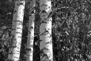 Beyaz Ağaç huş Grove diğer ağaç arasında huş ağacı kabuğu ile birlikte siyah-beyaz fotoğraf