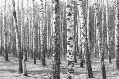 Beyaz Ağaç huş Grove diğer ağaç arasında huş ağacı kabuğu ile birlikte siyah-beyaz fotoğraf