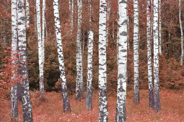 huş ağacında huş ağacı kabuğu olan beyaz huş ağaçları diğer huş ağaçlarının arasında.