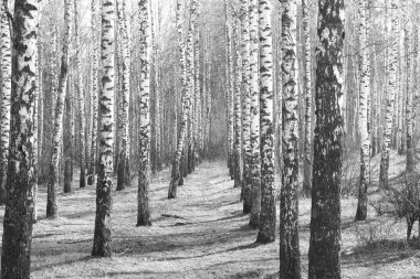 Beyaz Ağaç huş Grove diğer ağaç arasında huş ağacı kabuğu ile birlikte siyah-beyaz fotoğraf